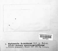 Diaporthe arctii image